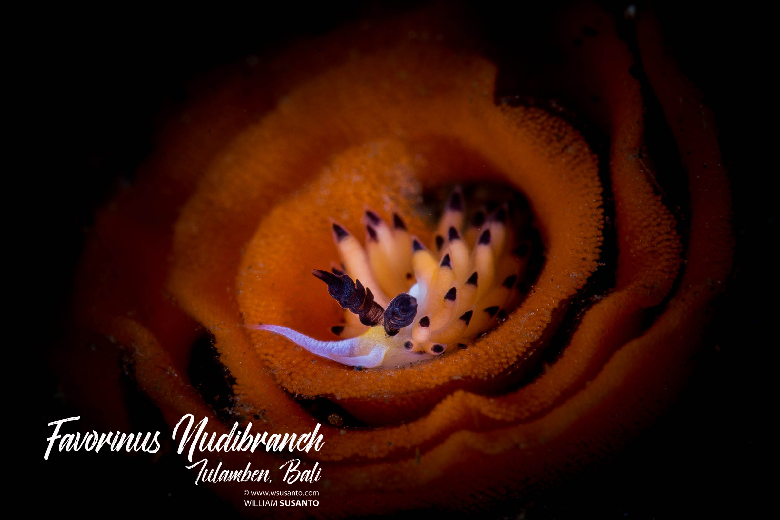 Favorinus Nudibranch